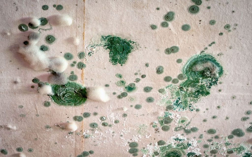Mold on a ceiling 
