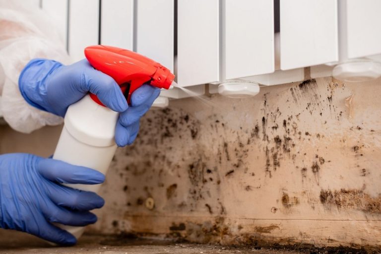 What is black mold?