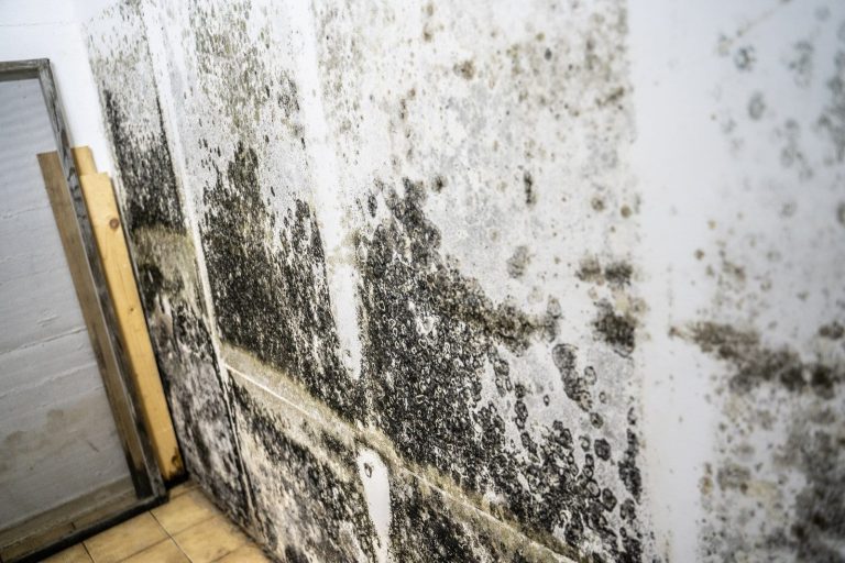 Distinction Between Mold Removal and Mold Remediation